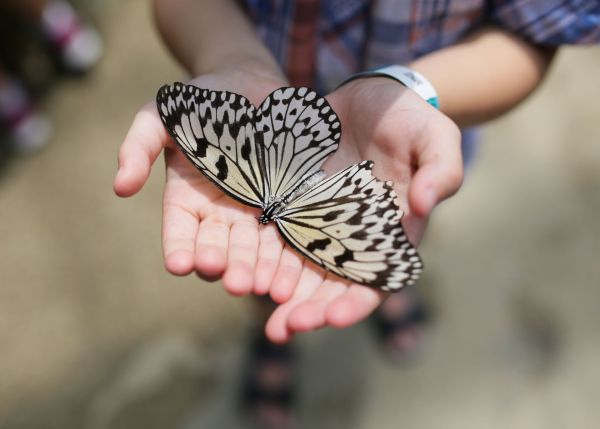 Découvrez la biodiversité : un guide interactif pour organiser une journée éducative inoubliable pour les enfants