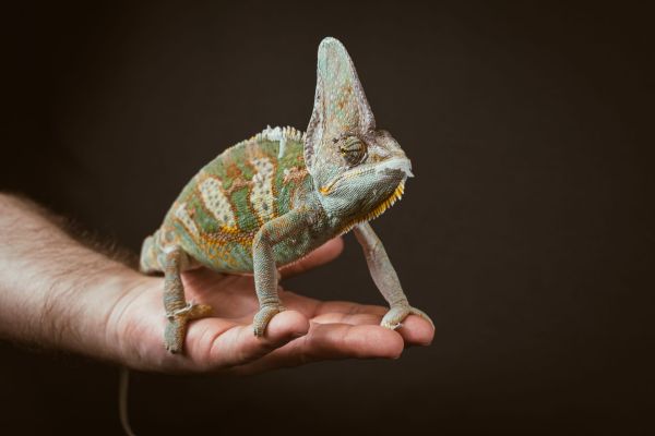 Les animaux de compagnie exotiques : une tendance fascinante mais périlleuse pour notre écosystème